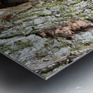 Racoon Kit Metal print