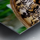 Owl Butterfly Metal print