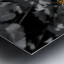 Monarch Highlight Metal print