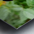 Butterfly Metal print