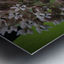 Monarch On Milkweed Metal print