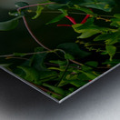 Nectaring Hummingbird Metal print