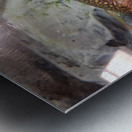 Brook Trout Metal print