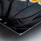 Black Swallowtail Closeup Metal print