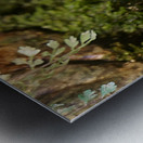 Bull Frog Metal print