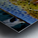 Steelhead Closeup Metal print