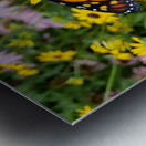 Monarch & Black Eyed Susan Impression metal