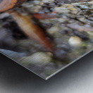 Redback Salamander Metal print