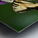 Swallowtail On Ironweed Metal print