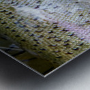 Trout Operculum Metal print