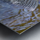 Trout Dorsal Fin Metal print