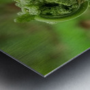 Fiddlehead 1 Metal print