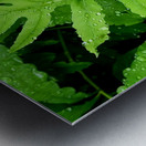 Sensitive Fern Metal print