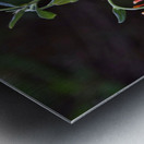 Columbine Metal print