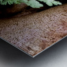 Dutchmans Breeches Metal print