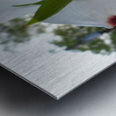 White Dogwood At Sunset Metal print