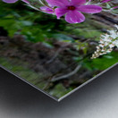 Creeping Phlox Streamside Metal print