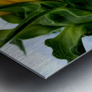 Sunflower Portrait Metal print