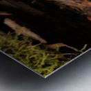 Spring Beauties Metal print