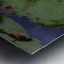 Water Lily Metal print