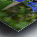 Virginia Bluebells Metal print