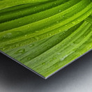 False Hellebore Metal print