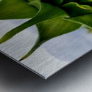 Sunflower Bud Metal print