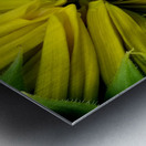 Sunflower Bud Metal print