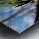 Paw Paw Flower Metal print