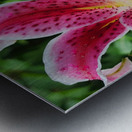 Stargazer Lily Metal print