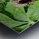 Walnut Head Metal print