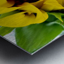 Sunflower Peek Impression metal