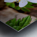 Rue Anemone Metal print