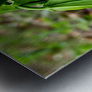 Uvalaria Metal print