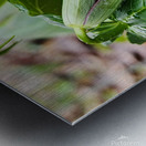 Red Trillium Bud Metal print