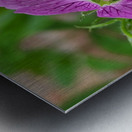 Wild Geranium Metal print