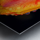 Stunning Tulip Metal print