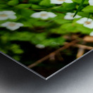 Bunchberry Metal print