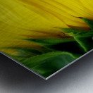 Sunflower Portrait 1 Impression metal
