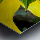 Sunflower Bumblebee Metal print