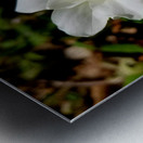 Double White Trillium Metal print