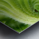 Sunflower Sepals Metal print