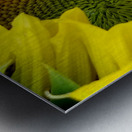 Sunflower Right Metal print