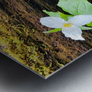 White Trillium Line Metal print