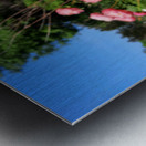 Salmon Peony Row Metal print