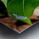 White Trillium Bud 2 Metal print