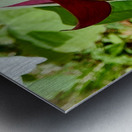Red Trillium Nodding Metal print