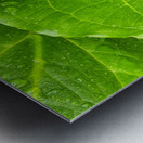 Skunk Cabbage Metal print