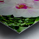 Orchid Cluster Metal print