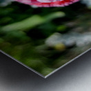 Variegated Poppy Metal print